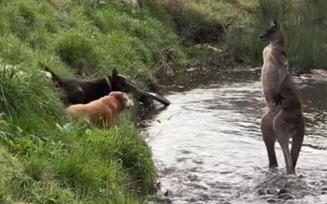 El canguro, mirando a los perros.