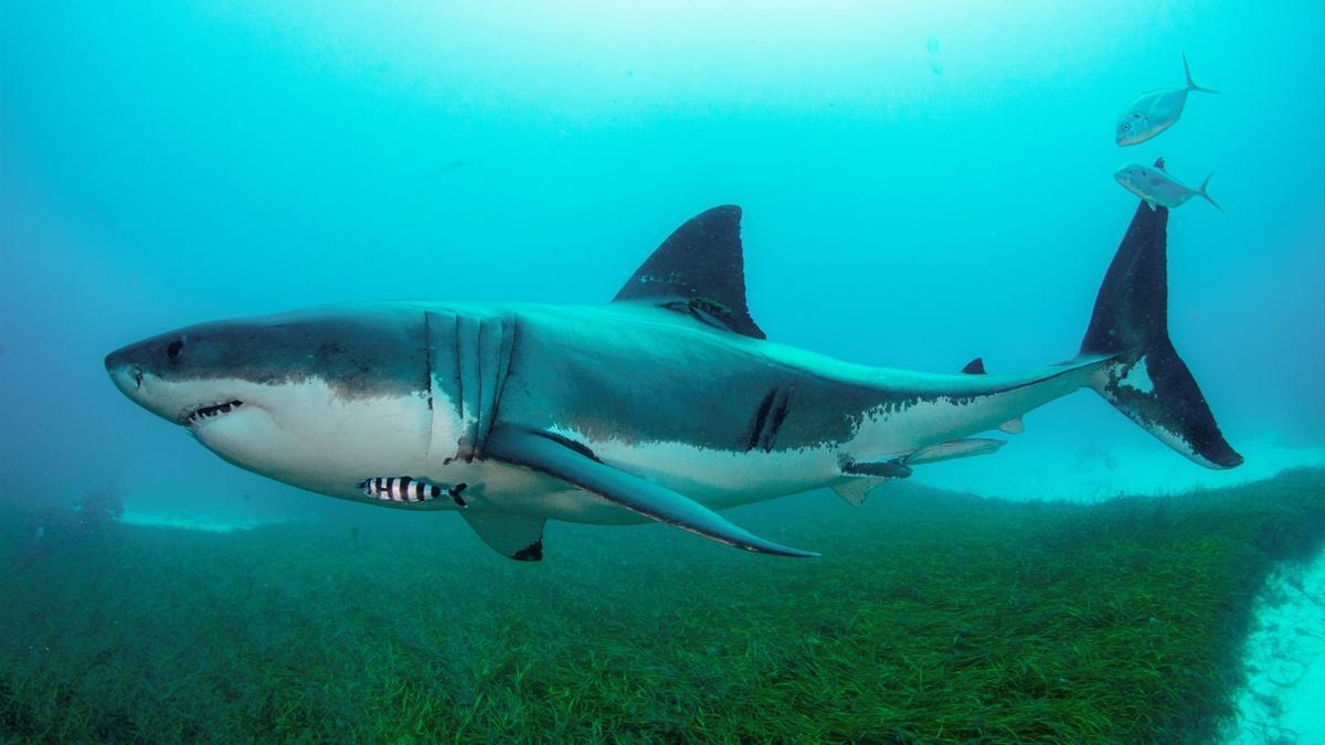 Un tiburón blanco, en una imagen de archivo.