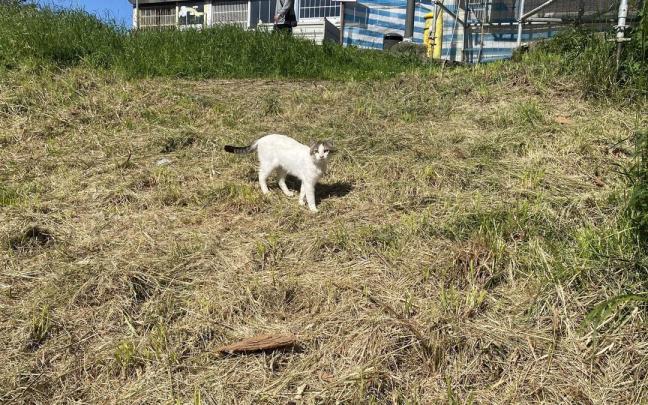 El gato Patxi vive en una de las colonias felinas de Urola Kosta. / Pedro Amundarain El gato Patxi vive en una de las colonias felinas de Urola Kosta.