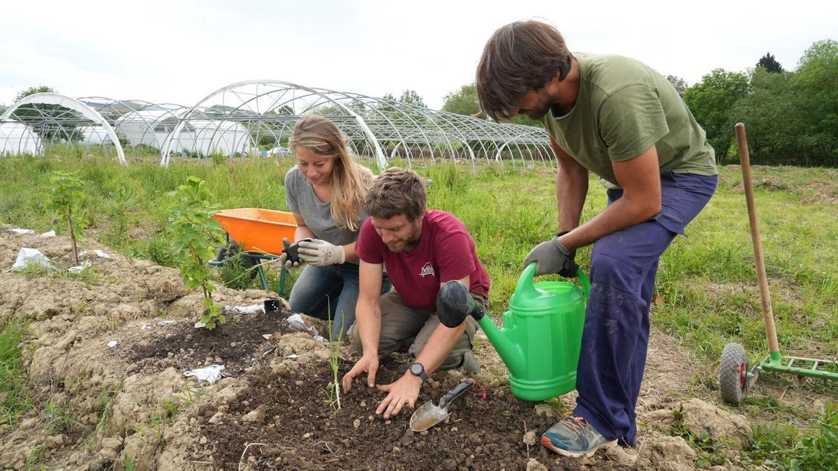 Jóvenes trabajando en una explotación agraria, en un ejemplo de relevo generacional.
