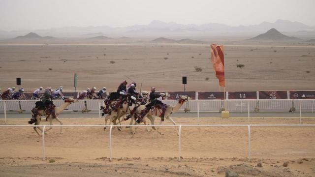 Una carrera de dromedarios en paralelo al pelotón.