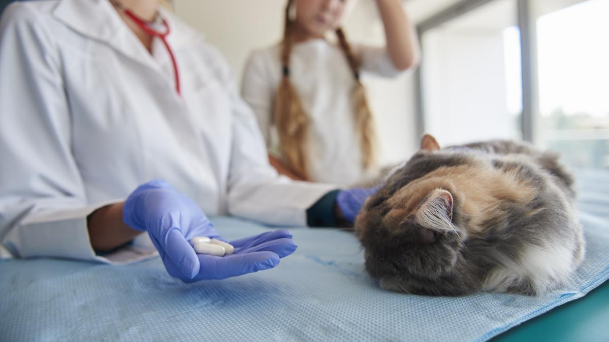 Un gato dormido en el veterinario.
