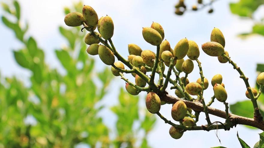 Pistachero, árbol del que procede el pistacho