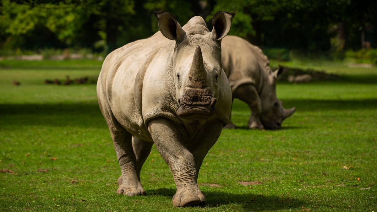 Un rinoceronte en un zoo, en una imagen de archivo.
