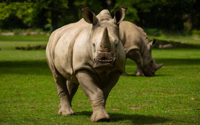 Un rinoceronte en un zoo, en una imagen de archivo. Un rinoceronte en un zoo, en una imagen de archivo.