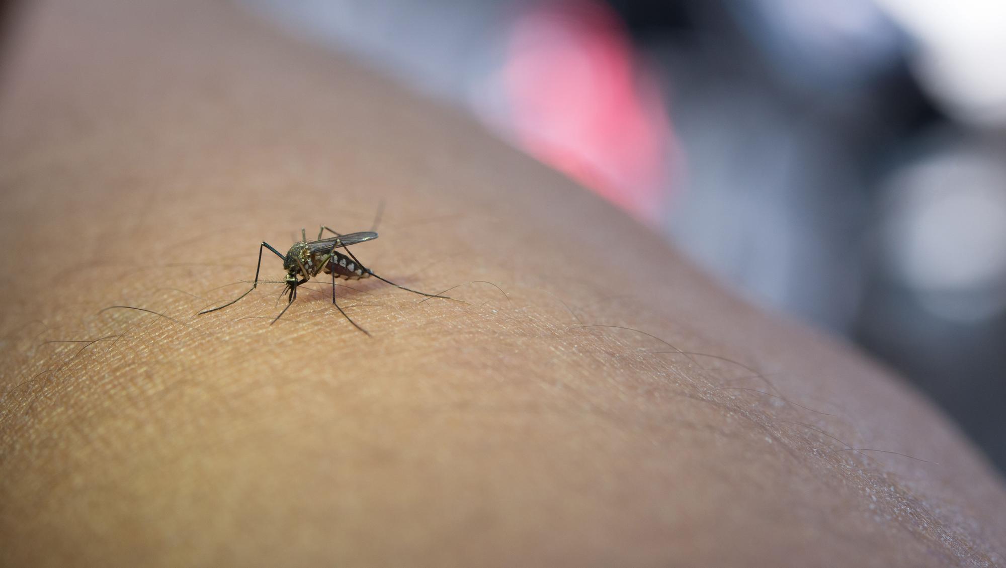 Un mosquito posado en un brazo humano.