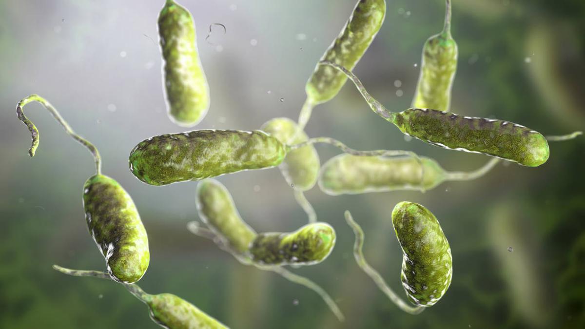 ‘Vibrio vulnificus’, un microorganismo que provoca vibriosis,