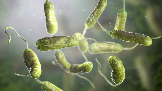 ‘Vibrio vulnificus’, un microorganismo que provoca vibriosis, / NG ‘Vibrio vulnificus’, un microorganismo que provoca vibriosis,