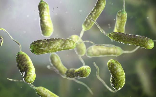 ‘Vibrio vulnificus’, un microorganismo que provoca vibriosis, / NG ‘Vibrio vulnificus’, un microorganismo que provoca vibriosis,