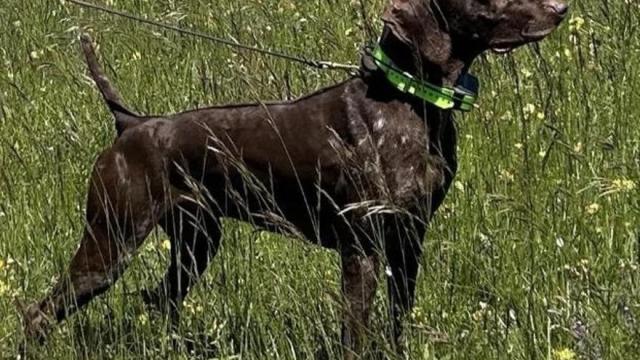 Atos del Poggetto, el can secuestrado.