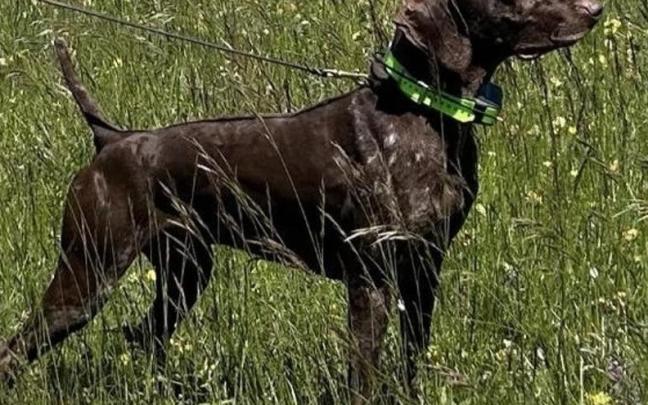 Atos del Poggetto, el can secuestrado.