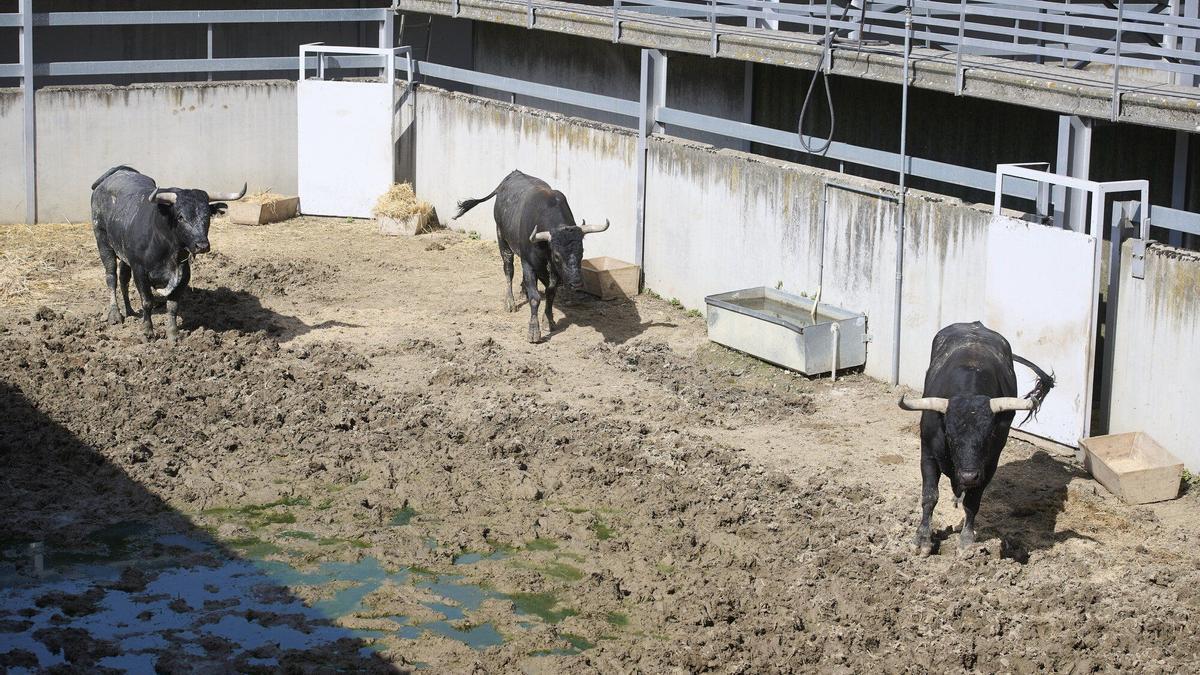 Octavo y último encierro de San Fermín con toros de Miura