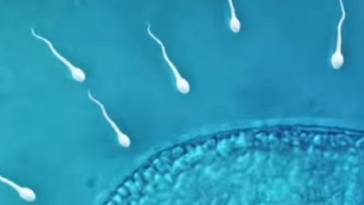 Unos espermatozoides, a la carrera.
