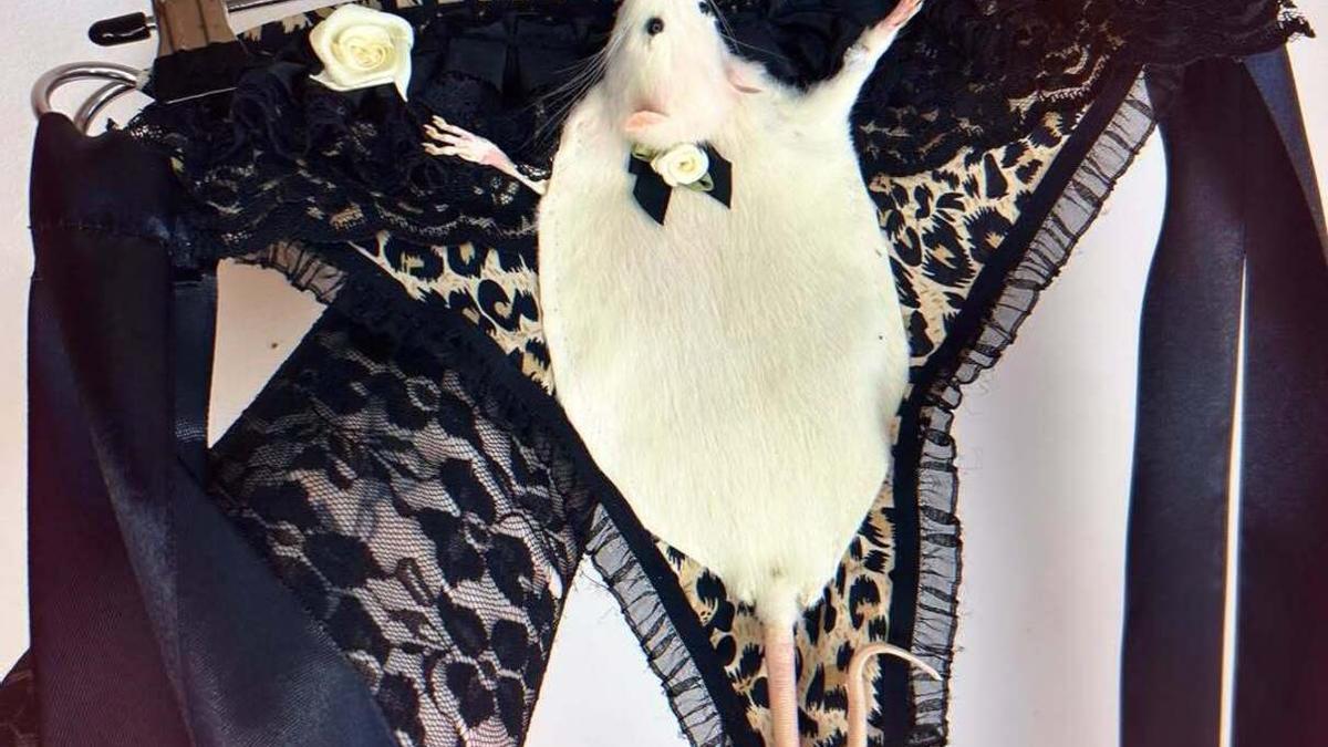 Una prenda de lencería de Rat Gizzard Oddities