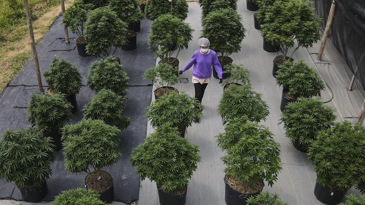 Trabajadores cultivan plantas para producir cannabis medicinal en una de las mayores plantaciones de Brasil