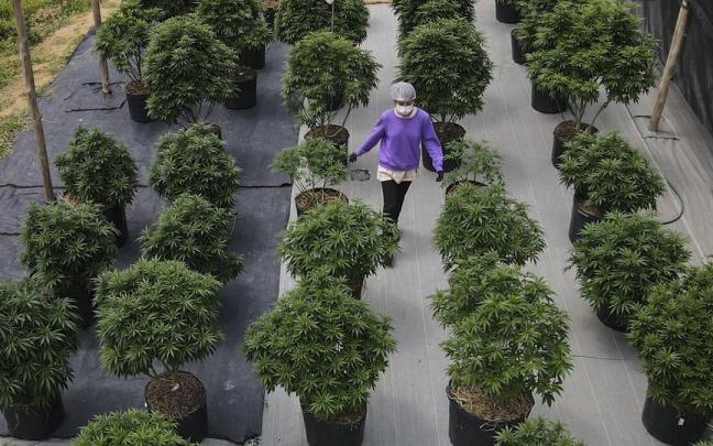 Trabajadores cultivan plantas para producir cannabis medicinal en una de las mayores plantaciones de Brasil