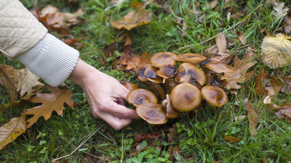 Una persona recogiendo setas en el bosque.