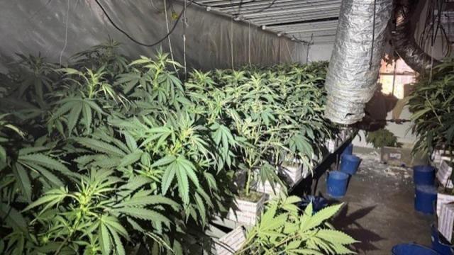 Una de las plantaciones de marihuana incautadas