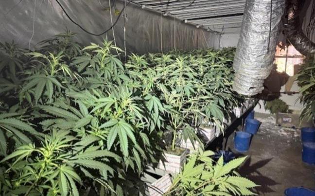 Una de las plantaciones de marihuana incautadas