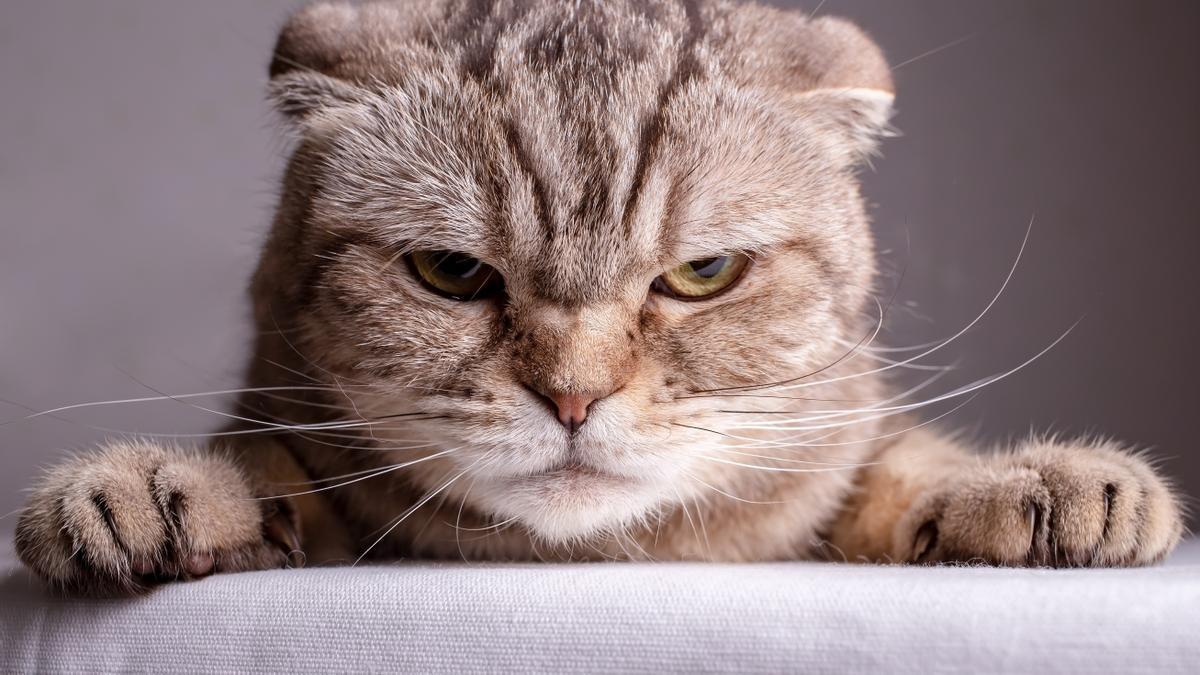 Un gato de raza fold escocés muestra rasgos de frustración, mirada fija y orejas aplanadas.
