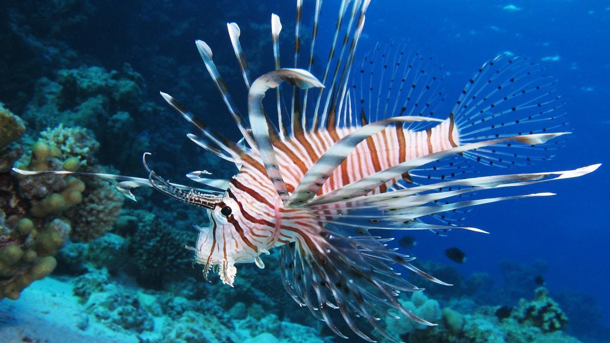Un ejemplar de pez león de la especie 'Pterois miles'.