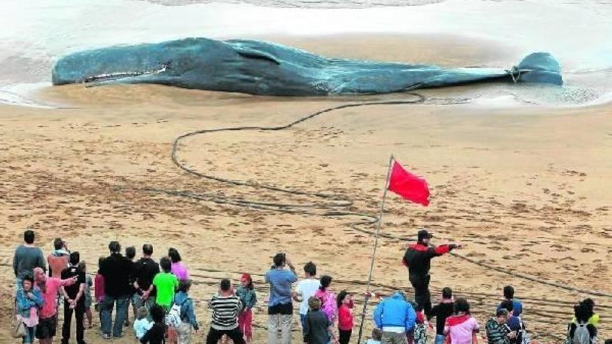 El cadáver del cachalote varado en la playa de Zarautz, ante la curiosidad de numeroso público, en agosto de 2011 / FOTO: EFE El cadáver del cachalote varado en la playa de Zarautz, ante la curiosidad de numeroso público, en agosto de 2011 / FOTO: EFE