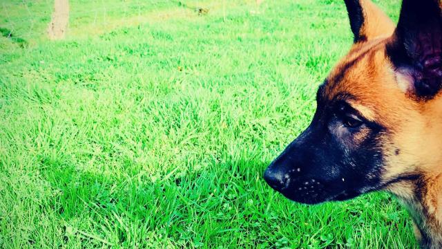 cachorro y juego
