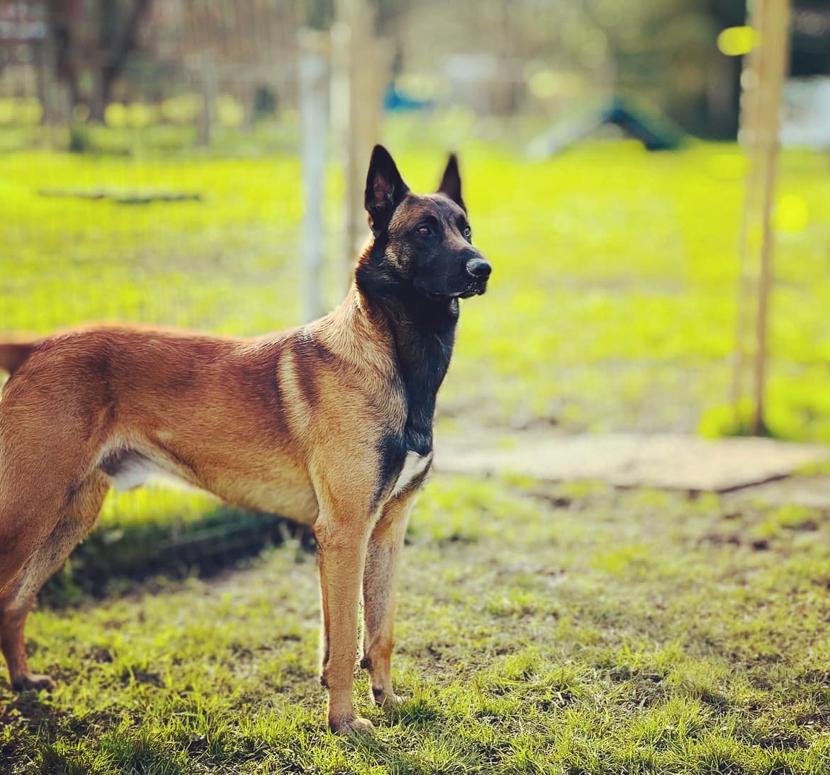 jon arraibi adiestrador