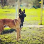 jon arraibi adiestrador