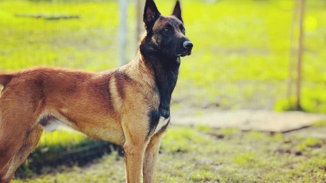 jon arraibi adiestrador