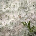 Pelusas blancas "adornan" estos días muchos parques como el de Tellaetxe en Barakaldo.