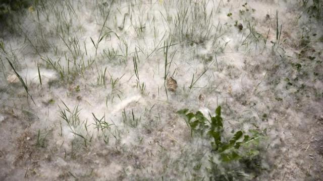 Pelusas blancas "adornan" estos días muchos parques como el de Tellaetxe en Barakaldo. Pelusas blancas "adornan" estos días muchos parques como el de Tellaetxe en Barakaldo.