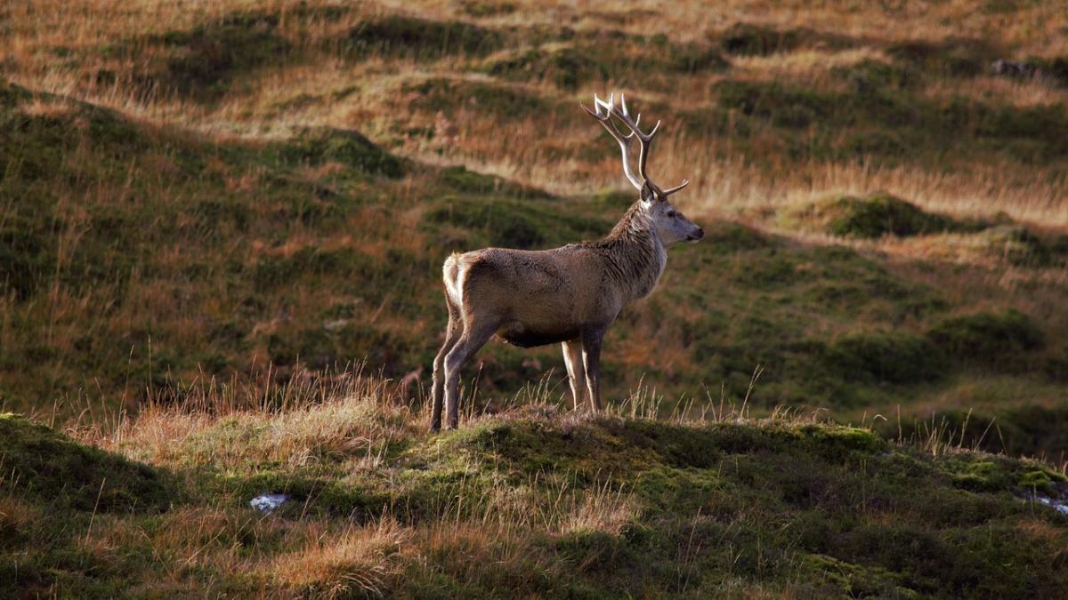 La Diputación Foral limita los usos y actividades durante la berrea en el Parque Natural del Gorbea