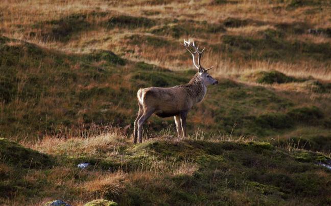 La Diputación Foral limita los usos y actividades durante la berrea en el Parque Natural del Gorbea