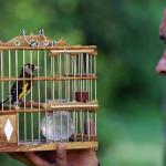 V CONCURSO de PÁJAROS CANTORES de KOBETAS (BILBAO)