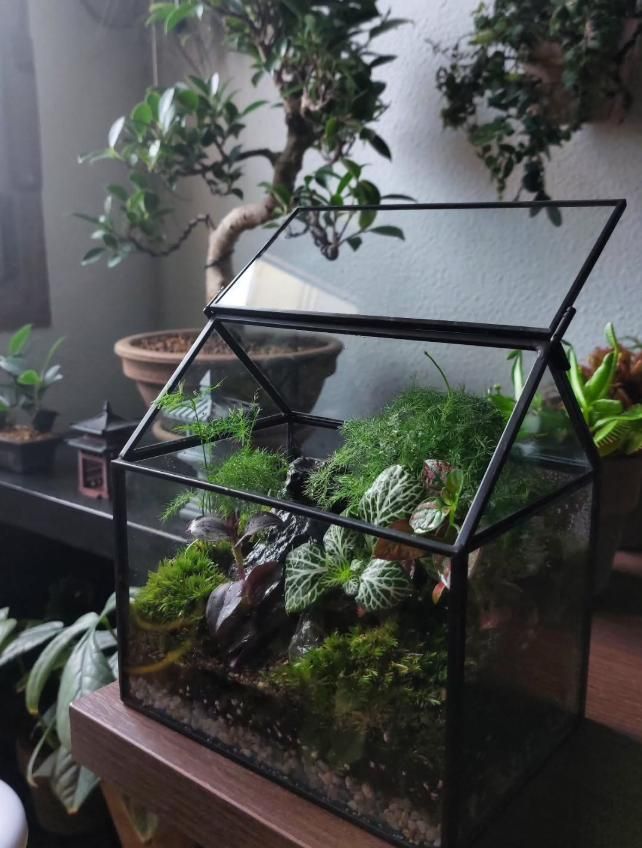 Los terrarios de Clorofilaverso son realizados con artesanía botánica.