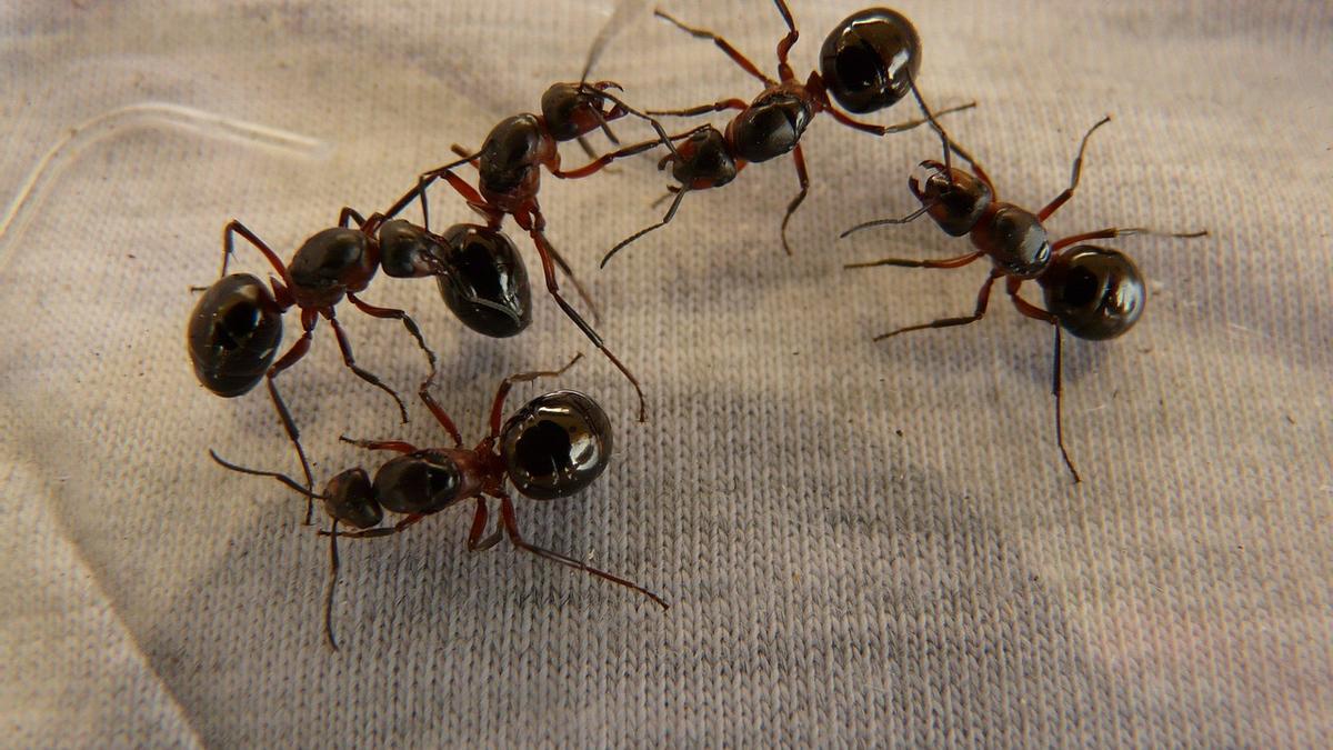 Hormigas en una prenda