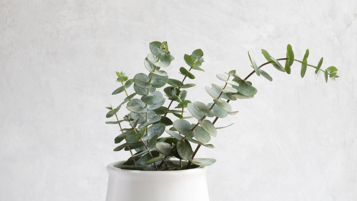 Una planta de Aloe Vera.