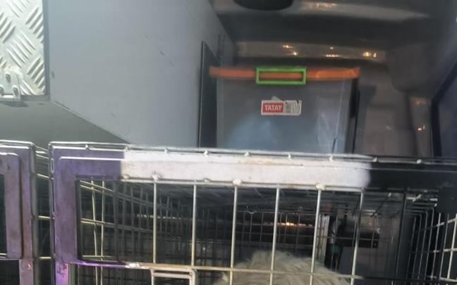 Uno de los perros abandonados Uno de los perros abandonados