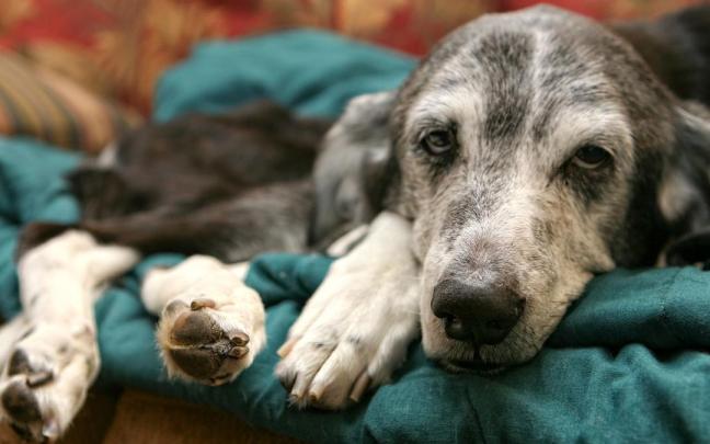 Un perro sénior descansa en su cama.