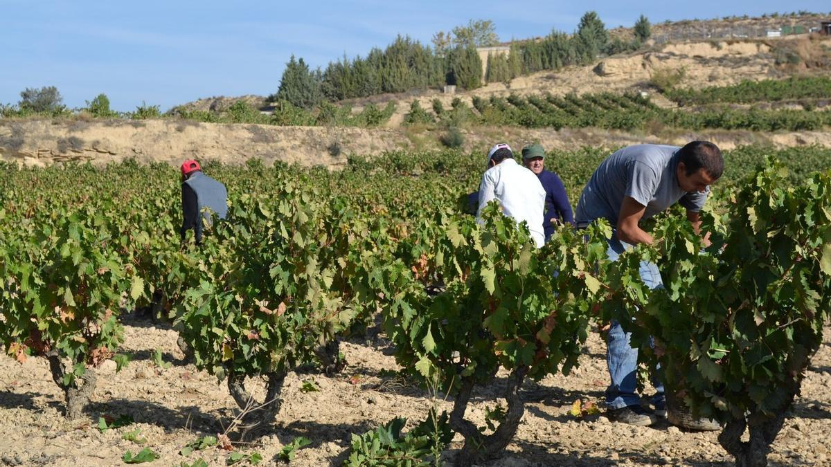 Un grupo de temporeros recogen uva en una finca de la Rioja Alavesa.