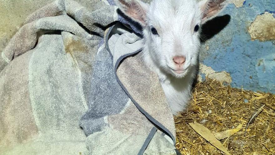 Deabru sano y salvo en Errotz.