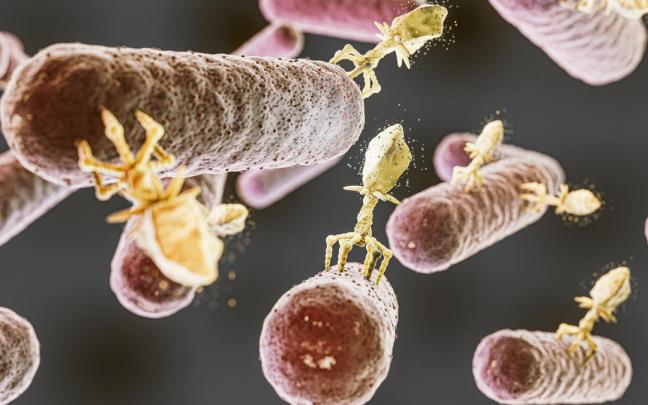 En líneas generales, el informe recoge que se notificaron 6.558 brotes de transmisión alimentaria en Europa en 2024.