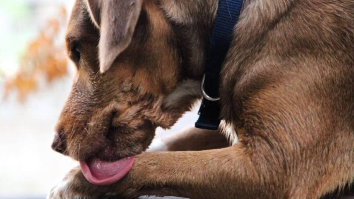 Uno de los motivos más frecuentes por los que un perro puede lamerse compulsivamente las patas es una alergia.