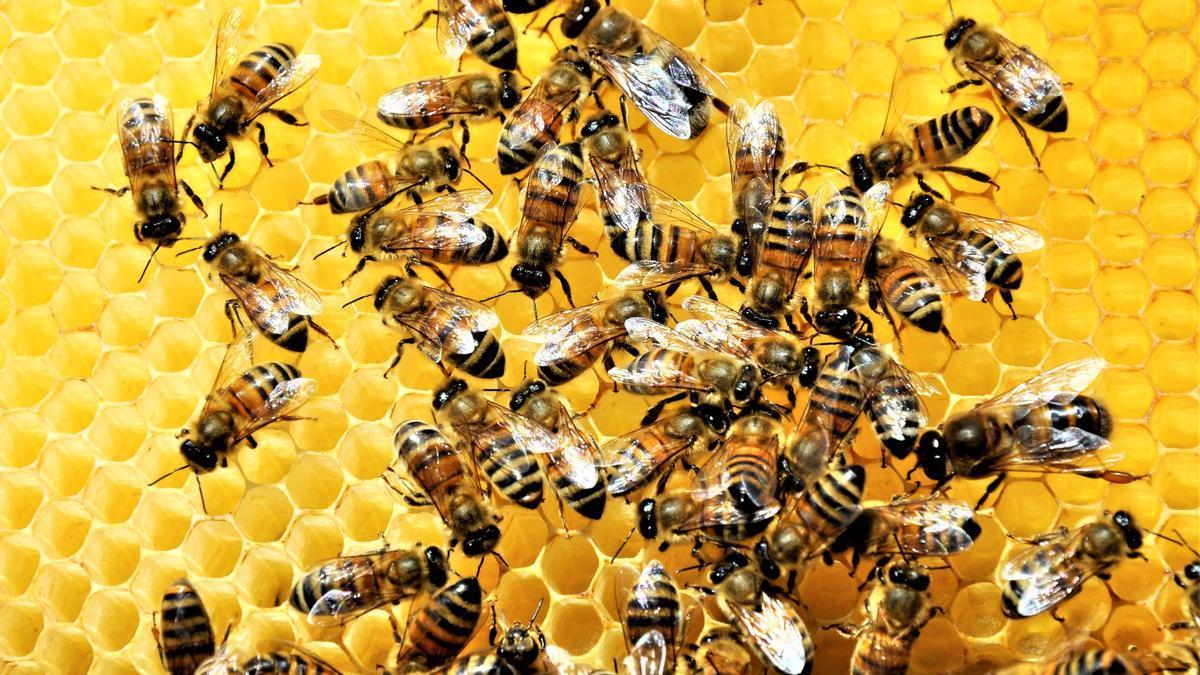 Un grupo de abejas que nada tiene que ver con este suceso.