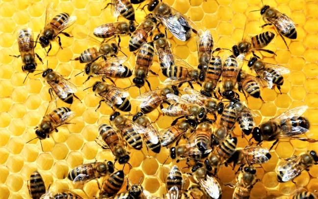 Un grupo de abejas que nada tiene que ver con este suceso. / Freepik Un grupo de abejas que nada tiene que ver con este suceso.