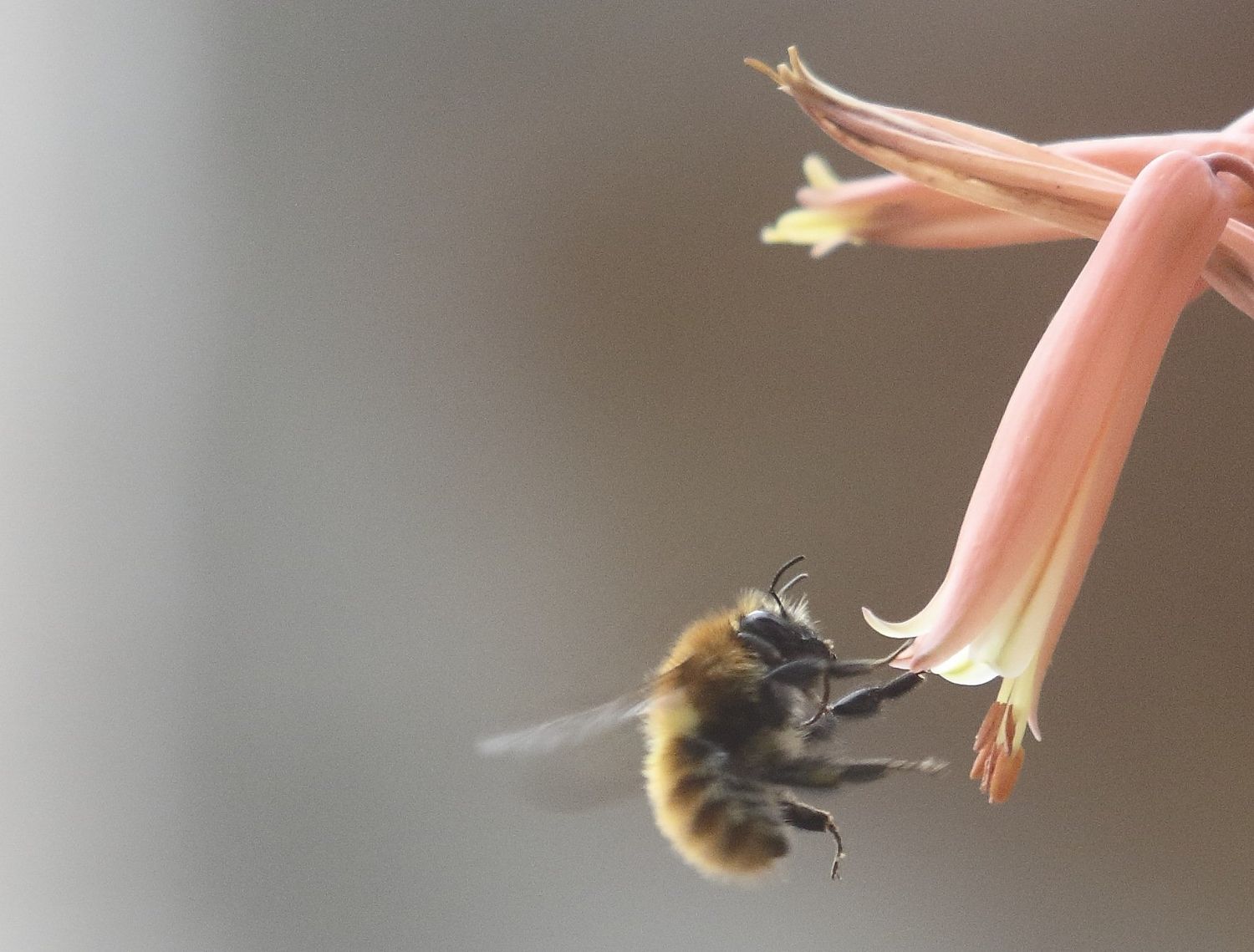 Los insectos polinizadores se ven afectado por el calor.