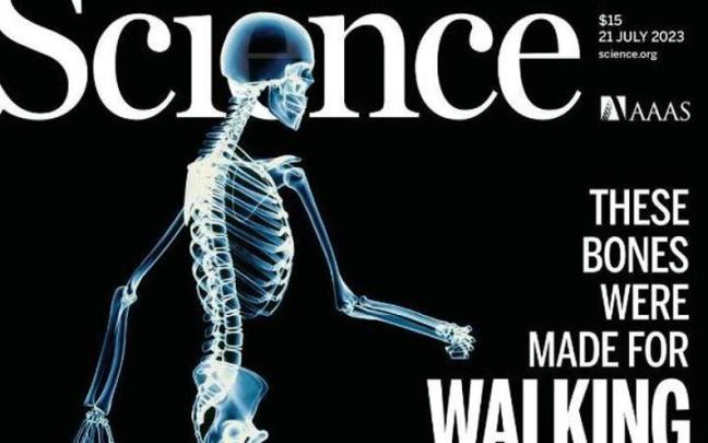 Identifican los genes que dieron forma al esqueleto para caminar erguido