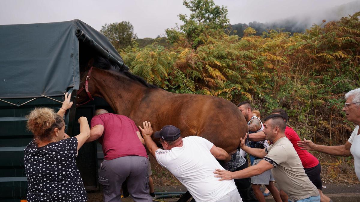 Vecinos de Pino Alto, en el municipio de La Orotava, dejan sus viviendas y trasladan a sus animales tras la orden de desalojo.