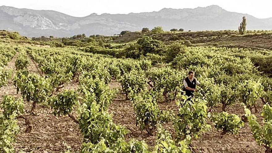 Una persona vendimiando en una finca de la Rioja Alavesa.